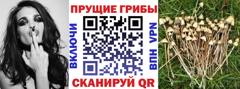 Галлюциногенные грибы Cubensis  МЕГА   Старица 